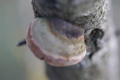 Fomitiporia hippophaeicola