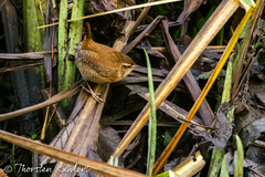 Troglodytes troglodytes