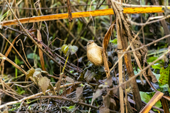 Troglodytes troglodytes