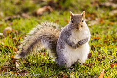Sciurus carolinensis