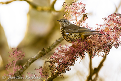 Turdus viscivorus