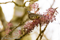 Turdus viscivorus