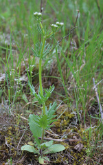 Valerianella uncinata