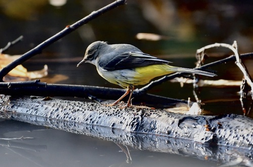 Lavandera cascadeña (Motacilla cinerea)