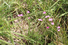 Dianthus deltoides