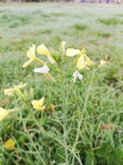 Raphanus raphanistrum