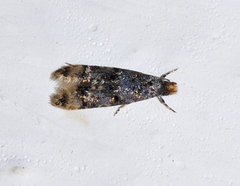 Stenoptinea cyaneimarmorella