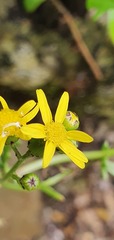 Senecio lautus