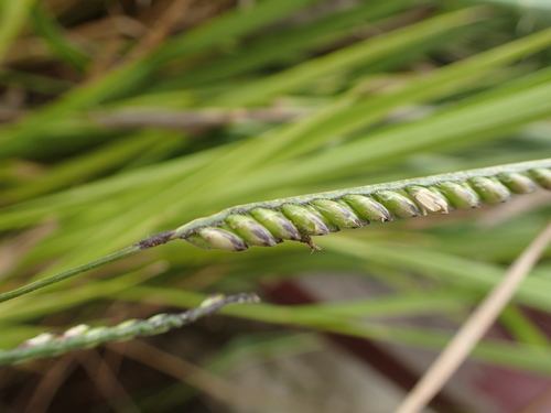 Urochloa brizantha