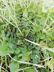 Raphanus raphanistrum