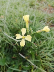 Raphanus raphanistrum