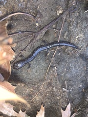 Plethodon jacksoni