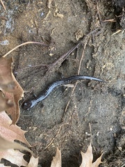 Plethodon jacksoni