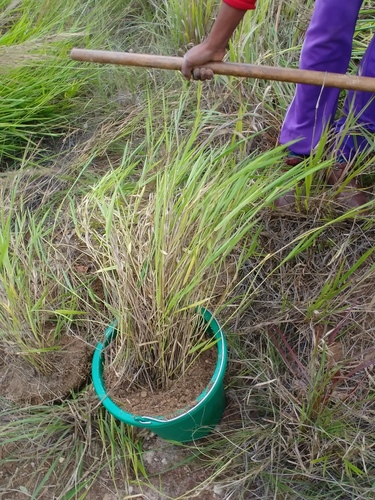 Urochloa brizantha