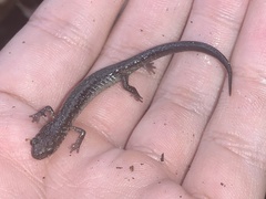 Plethodon jacksoni