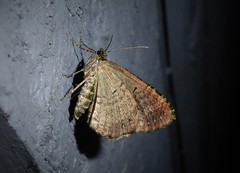 Austrocidaria similata