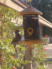 Toxostoma curvirostre