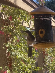 Toxostoma curvirostre