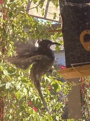 Toxostoma curvirostre