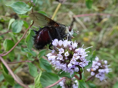 Juriniopsis adusta photo 3
