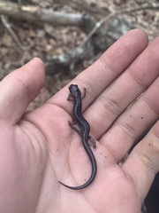 Plethodon jacksoni