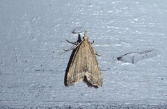Diplopseustis perieresalis