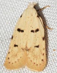 Stibaromacha ratella