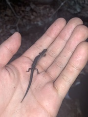 Plethodon jacksoni