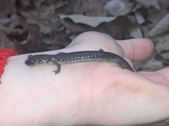 Plethodon jacksoni
