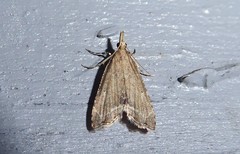 Diplopseustis perieresalis