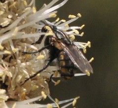 Oxysarcodexia varia