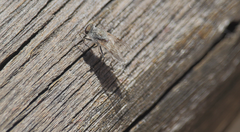 Notiothereva albiventris