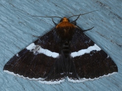 Buzara frontinus