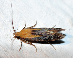 Stomopteryx basalis