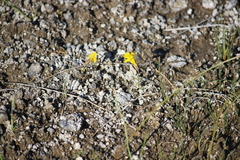 Erythranthe thermalis