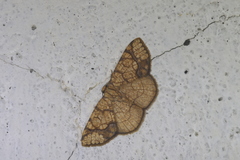 Nematocampa arenosa