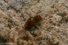 Cephalaspidea