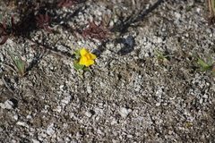 Erythranthe thermalis