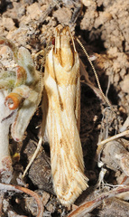 Stomopteryx detersella