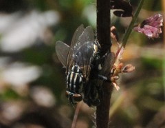 Oxysarcodexia varia