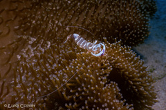 Ancylomenes magnificus