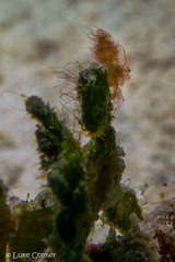 Phycocaris simulans