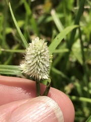 Cyperus sesquiflorus sesquiflorus