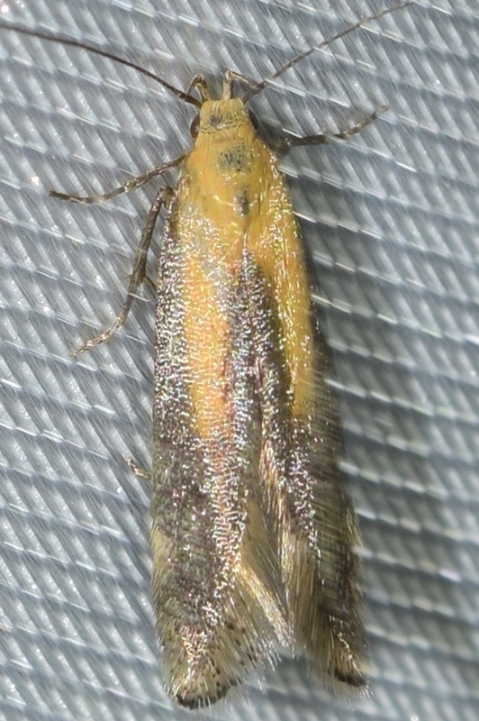Stomopteryx flavoclavella