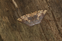 Nematocampa completa