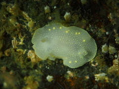 Cadlina laevis