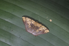 Nematocampa completa