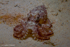Amphioctopus siamensis