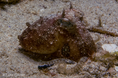 Amphioctopus siamensis