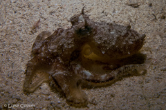 Amphioctopus siamensis